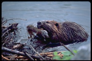 Beaver5