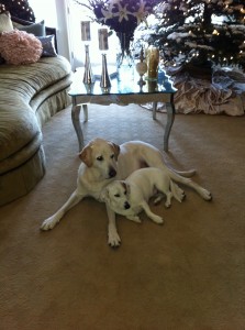 IMG_0252 IMG_0252