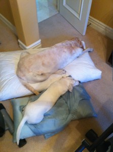 IMG_0407 IMG_0407