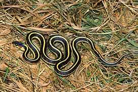 gartersnake