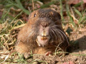 gopher2