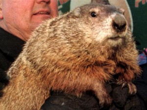 ground-hog