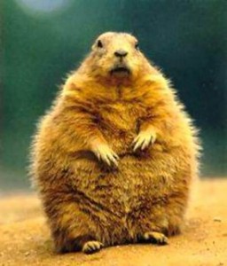 ground-hog-day