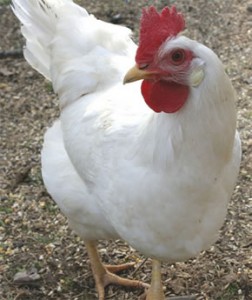 hens_layer_1