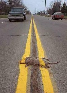 medium_road kill